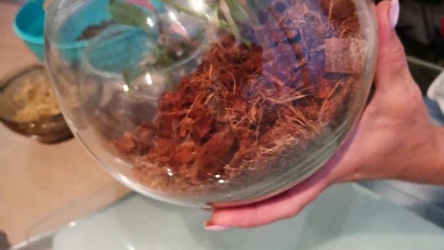 Можно ли выращивать антуриум в закрытой системе? Проверим это на практике. смотреть онлайн