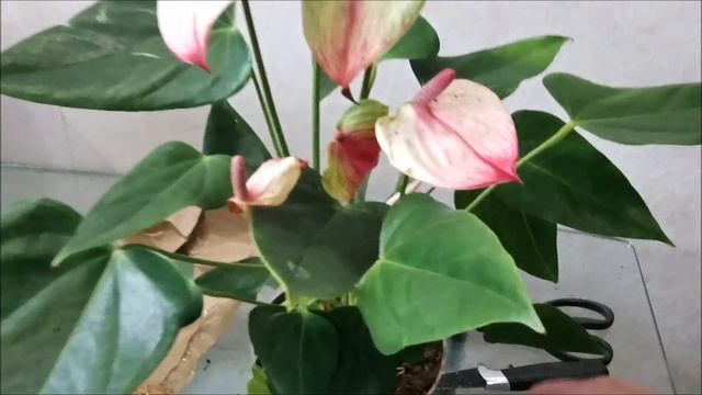 Выдержит ли антуриум Экзота (Exota) длительную пересылку, распаковка посылки. смотреть онлайн