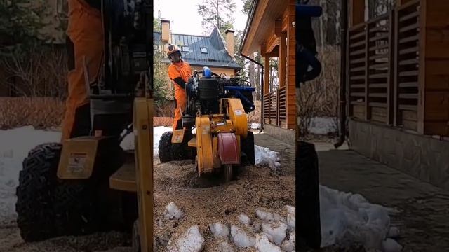 Удаление пней методом измельчение пней: дробление пней в щепу без корчевки #carlton #vermeer #rayco
