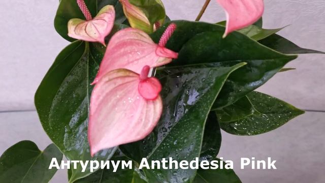 Антуриум Anthedesia Pink смотреть онлайн