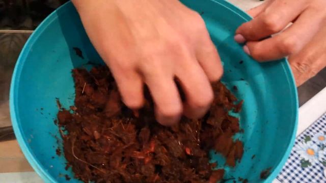 Как чувствуют себя детки антуриума Lilli после разделения? И снова пересадка. смотреть онлайн