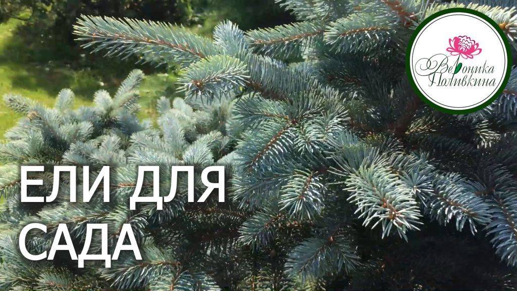 КАКИЕ ЕЛИ ВЫБРАТЬ ДЛЯ САДА смотреть онлайн