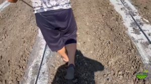 Точный высев кукурузы . Ручная сеялка точного высева для бобовых культур