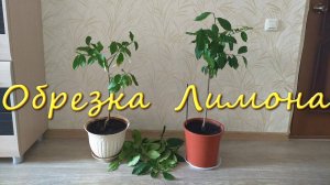 Как Обрезать Лимон Как Ухаживать За Домашним Лимоном Обрезка Комнатного Лимона
