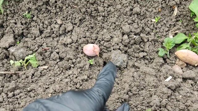 Приобрели бешеную тяпку/мототяпка/Высадили сортовой картофель/купила саженцы цветов @oksanaNEWLIFE смотреть онлайн