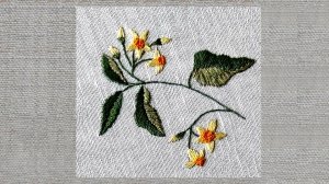 Черный паслен, часть 5, крупный лист