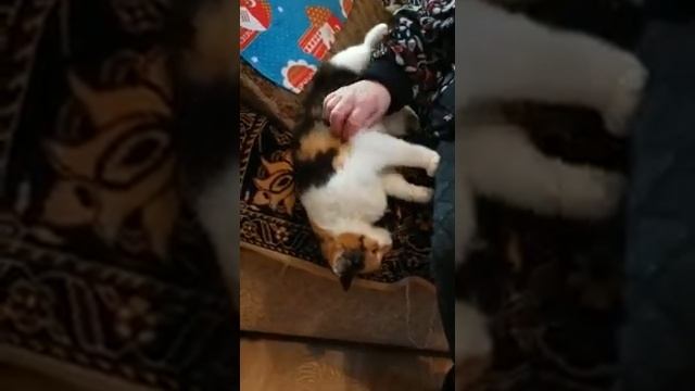 Красивая кошечка по имени Люся. Продолжение. Люся ластится. смотреть онлайн