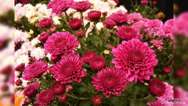 Хризантема - Королева Осени🍁🍂🌿 смотреть онлайн