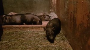 Ошибки при кастрации поросят