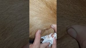 Внимание ЛИЧИНКИ  ОВОДА у коровы удаляем личинок!