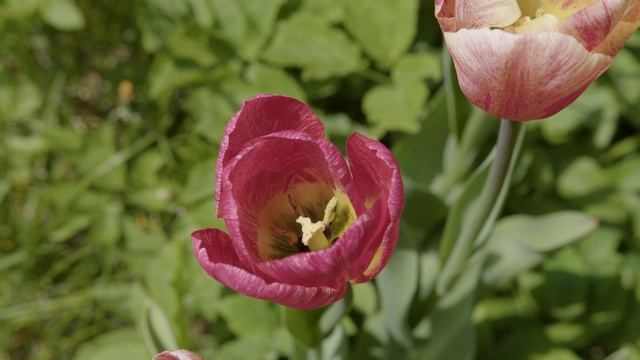 Dmitry Bilko - FLOWERS смотреть онлайн