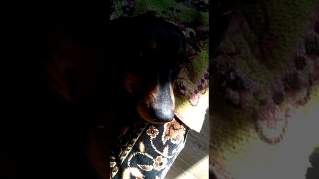 Тануки отдыхает. Послеобеденная дрёма. смотреть онлайн