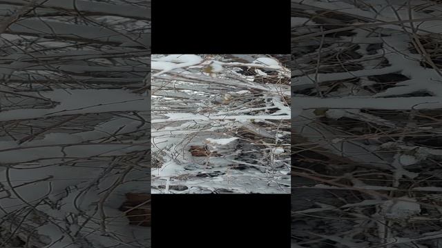 Первый снег ❄️ 6 ноября 2024 год смотреть онлайн
