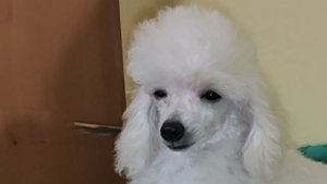 той пудель щенок мальчик  4 месяца 21см 1,500 кг 07-11-2024