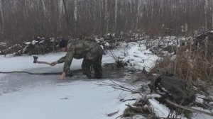 Охота на бобра. Капканы и приманка на бобра.