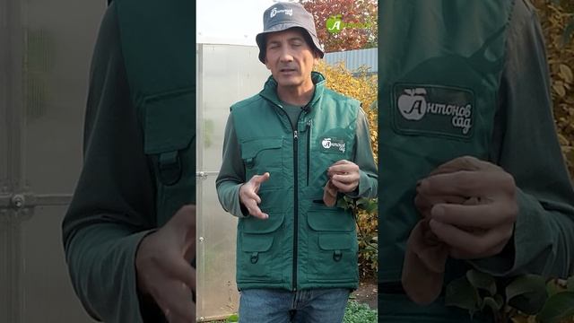 Защитите плодовые деревья! смотреть онлайн