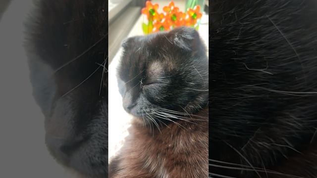 Допрос кота...@oksanaNEWLIFE смотреть онлайн