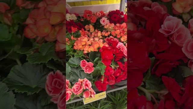 Комнатные цветы #красивыецветы #цветы #бегонии #цикламен #хлорофитум #цветочки #комнатныецветы смотреть онлайн