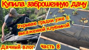 УКРЫВАЮ ГРЯДКУ УЖЕ С ВЫСАЖЕННОЙ КЛУБНИКОЙ/КЛУБНИКА ПОД УКРЫВНЫМ МАТЕРИАЛОМ КУПИЛА ЗАБРОШЕННУЮ ДАЧУ#8