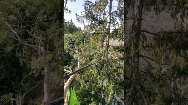 #Каблинг: укрепление деревьев растяжками #ветрозащита #cabling #дача #arborist #арбористика  #дерево