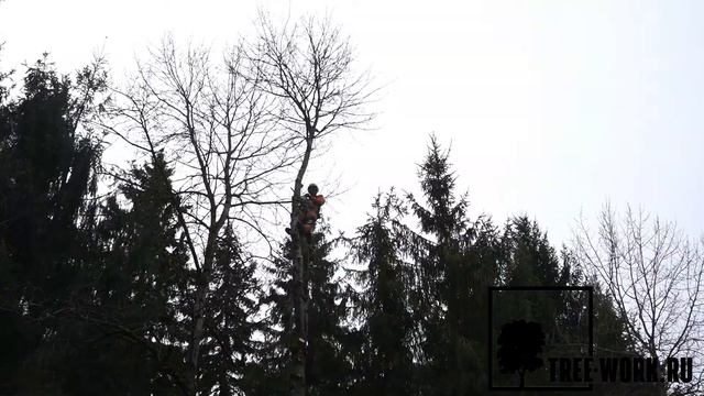 Удаление деревьев по частям со сбросом частей дерева на землю в Истринском районе Www.Tree-Work.ru