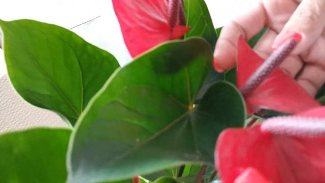 Что стало с растениями после 15и дней в пути, жара на улице под 40 градусов смотреть онлайн