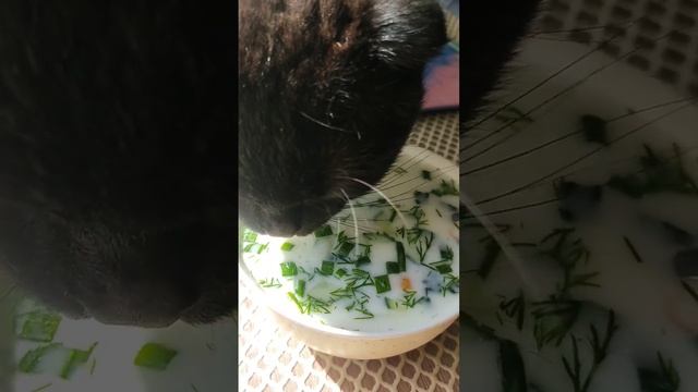 кот ест окрошку @oksanaNEWLIFE смотреть онлайн