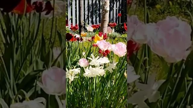 Они живые. Дмитрий Шлапак смотреть онлайн