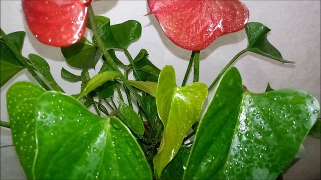 Антуриум Блэк Париж (Black Paris) смотреть онлайн