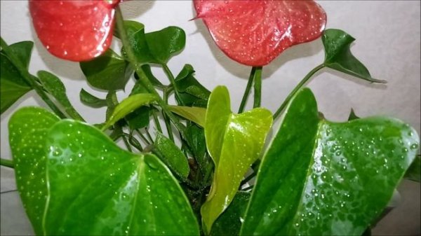 Антуриум Блэк Париж (Black Paris)