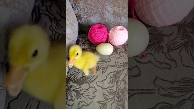 Вот такое чудо вылупилось смотреть онлайн