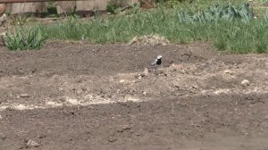 Красавица трясогузка - наша помощница на огороде!