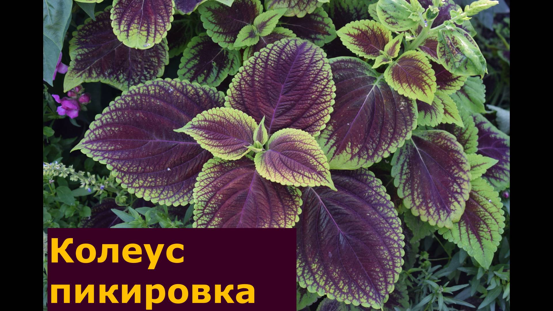 Только так всегда пикирую рассаду Колеуса и получаю отличный результат смотреть онлайн