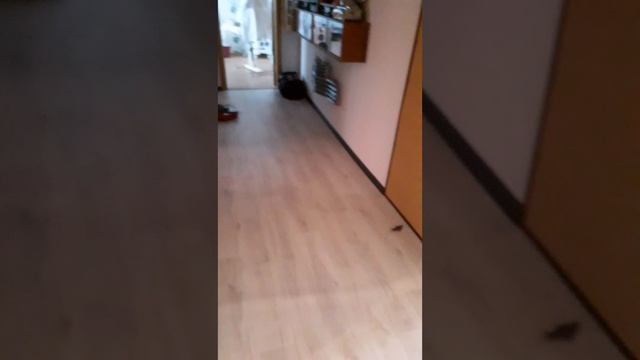 Неудачный полёт птенца воробья🥲 смотреть онлайн