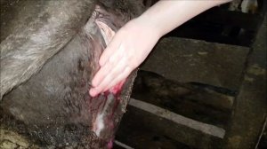 Удаляем послед самостоятельно. Лечение коровы после задержание последа.!
