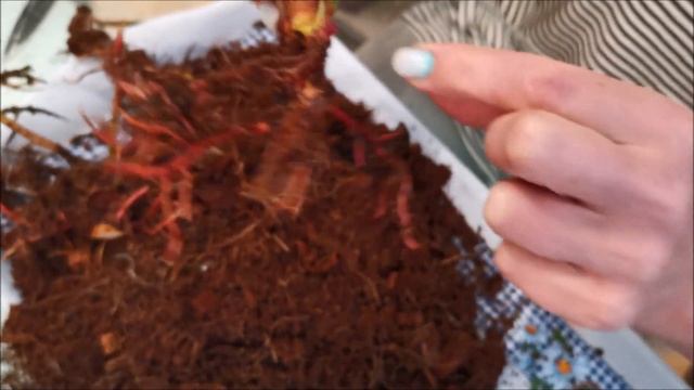 Реанимация антуриума Юта (Utah) после долгой пересылки смотреть онлайн