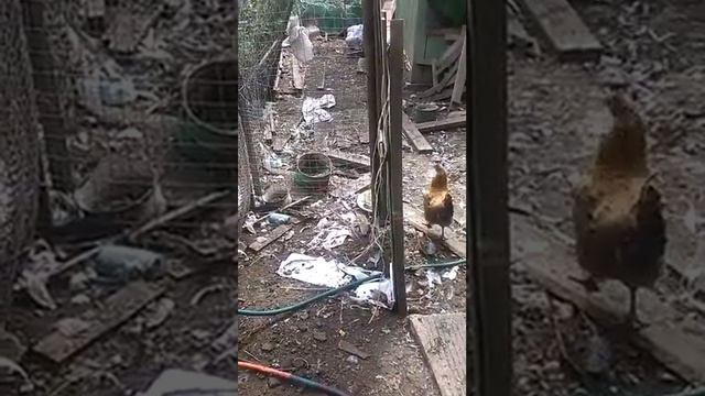 Курочка гуляет со своим цыпленком смотреть онлайн