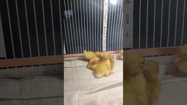 Утиные детенышы смотреть онлайн