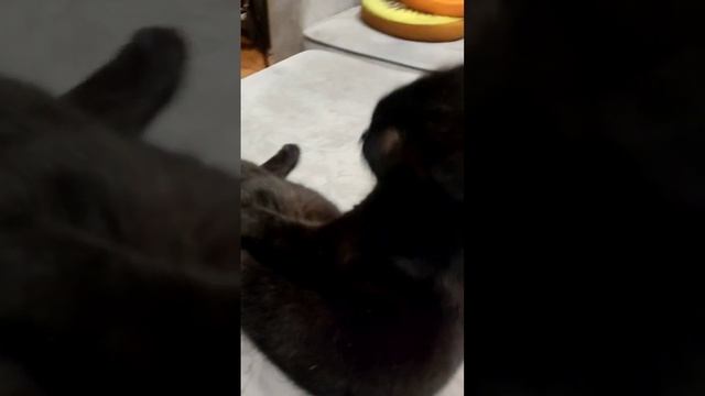 Распластался @oksanaNEWLIFE смотреть онлайн