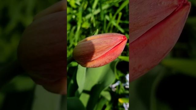 Природа просыпается. ВЕСНА! Краснодарский край. @oksanaNEWLIFE смотреть онлайн