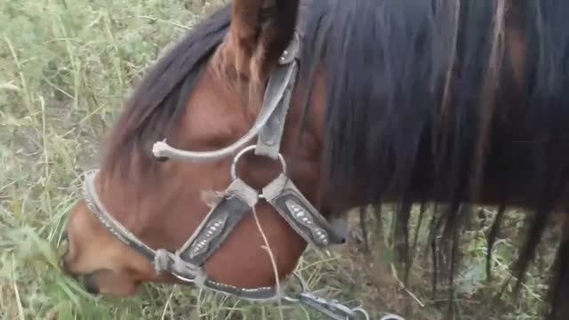 Животные смотреть онлайн