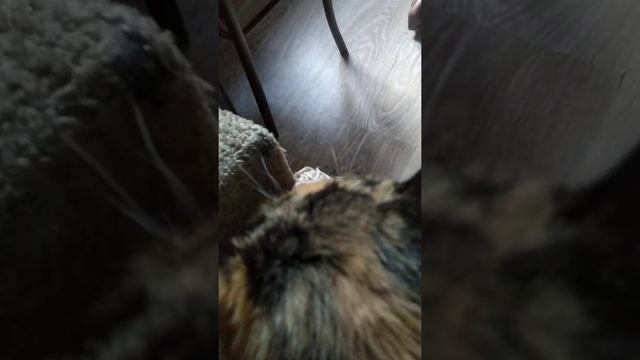 Киса Люся и такса Тануки. смотреть онлайн