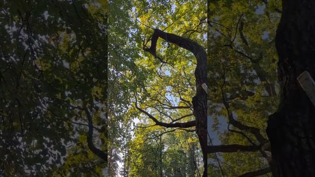 Краткий обзор электрожумара AWAH Z3