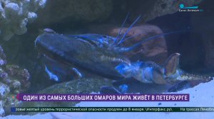 Один из самых больших омаров мира живёт в Петербурге