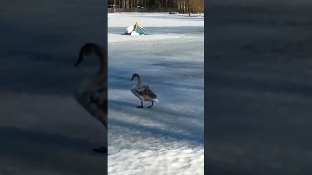 Серый лебедь смотреть онлайн