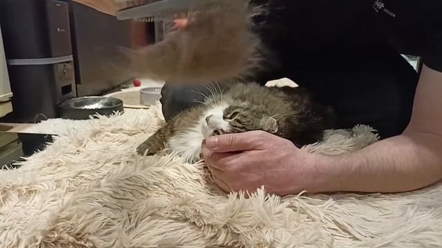 Про кота без лап смотреть онлайн