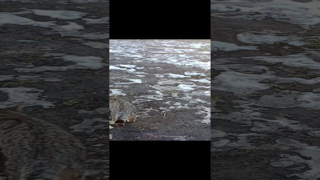 моя кошка баст поймала жука смотреть онлайн