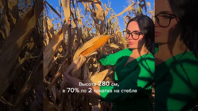 Кукуруза Российская 1