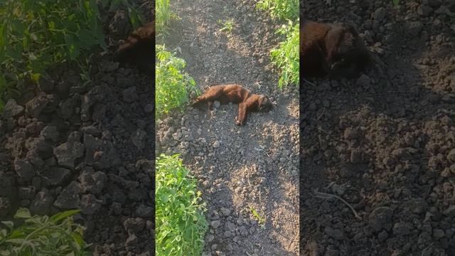 Кто не работает, тот ест @oksanaNEWLIFE смотреть онлайн