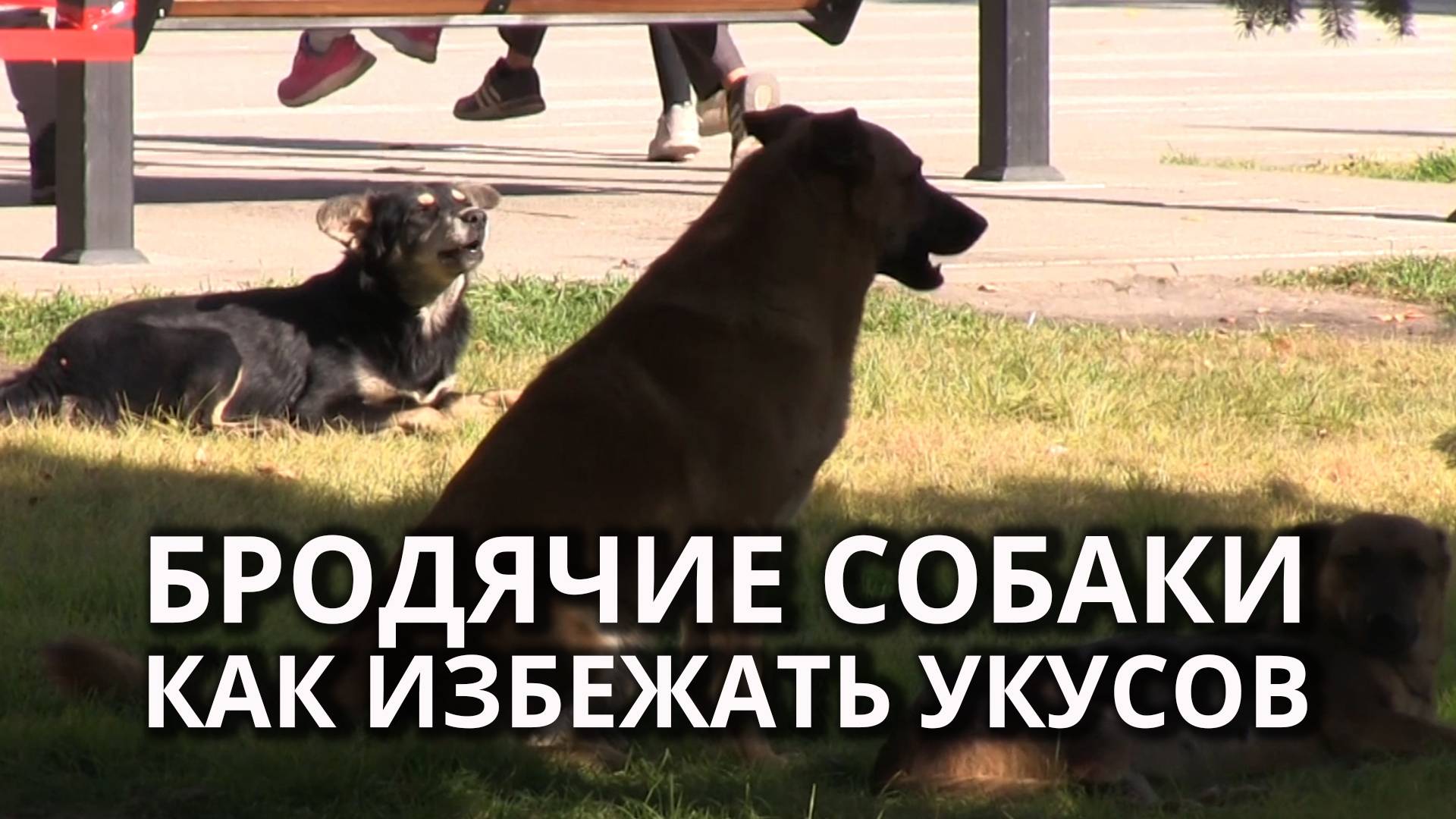 Специалисты рассказали о правилах поведения рядом с собакой смотреть онлайн